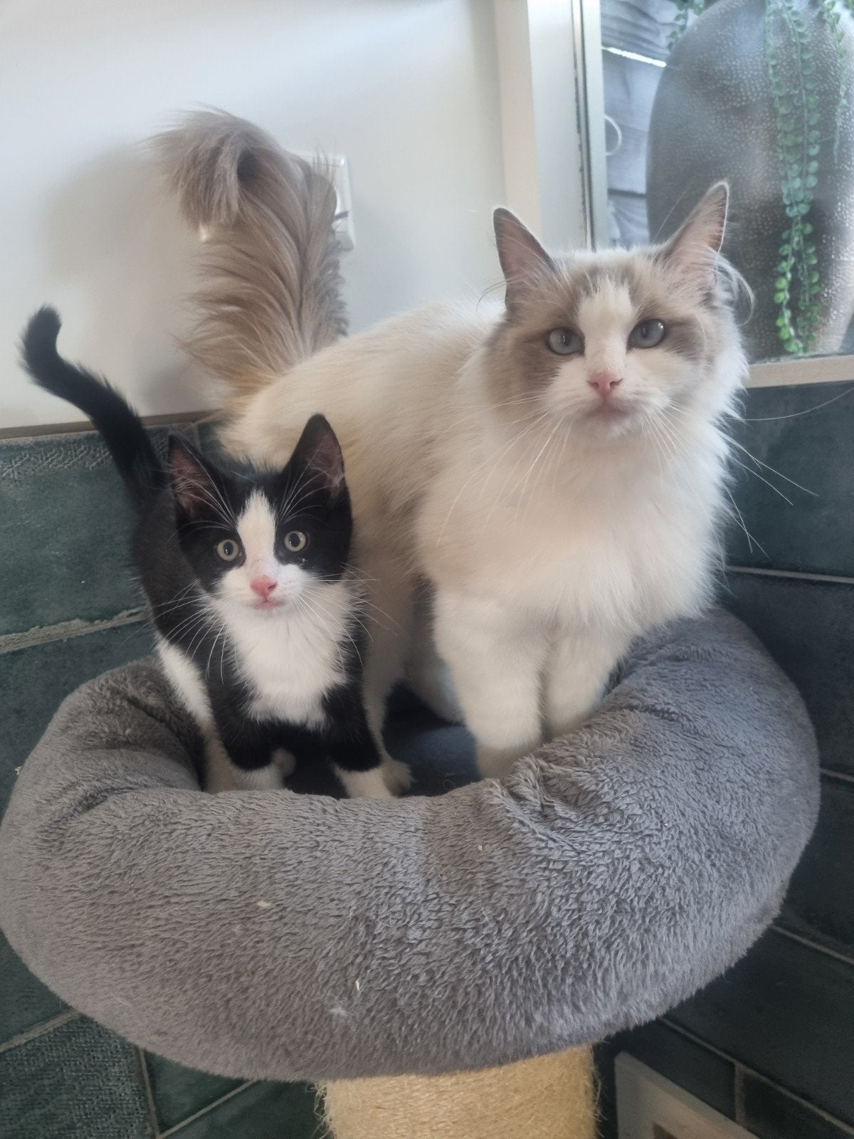 Ragdoll kittens mogen verhuizen, Dieren en Toebehoren, Katten en Kittens | Raskatten | Korthaar, Meerdere dieren, Gechipt, 0 tot 2 jaar