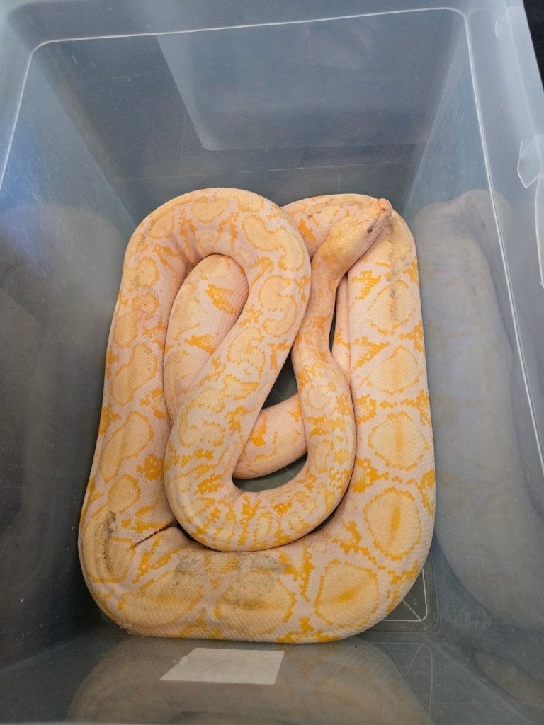 python retic, Slang, 3 tot 6 jaar
