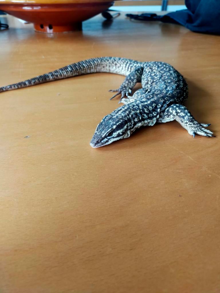 Varanus Acanthurus stekelstaartvaraan 1.0 Monitor Lizard - male for sale from Ties