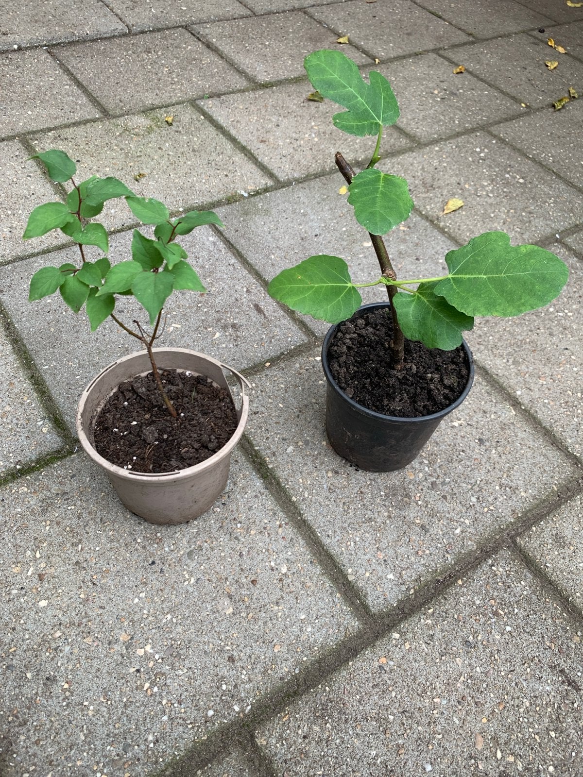 Vijgenboom en Abrikozenboom in pot, Ophalen, Minder dan 100 cm, In pot, Vijgenboom
