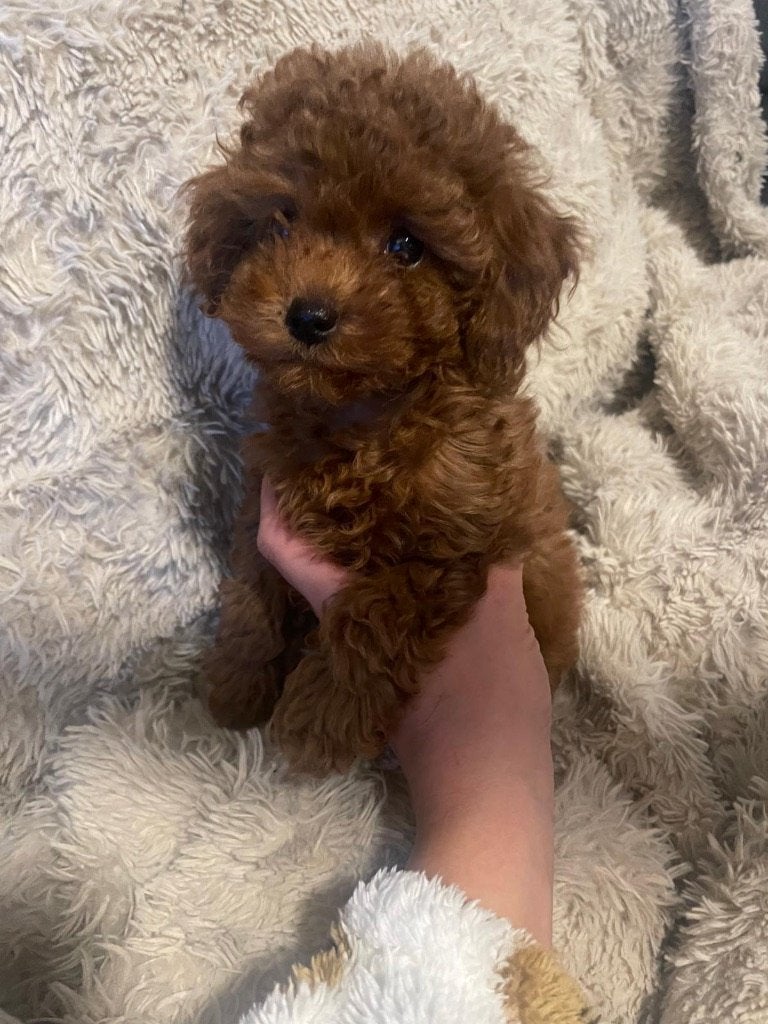 Toy Poedel Puppy Teefje, Poedel, Particulier, 15 weken tot 1 jaar, Buitenland