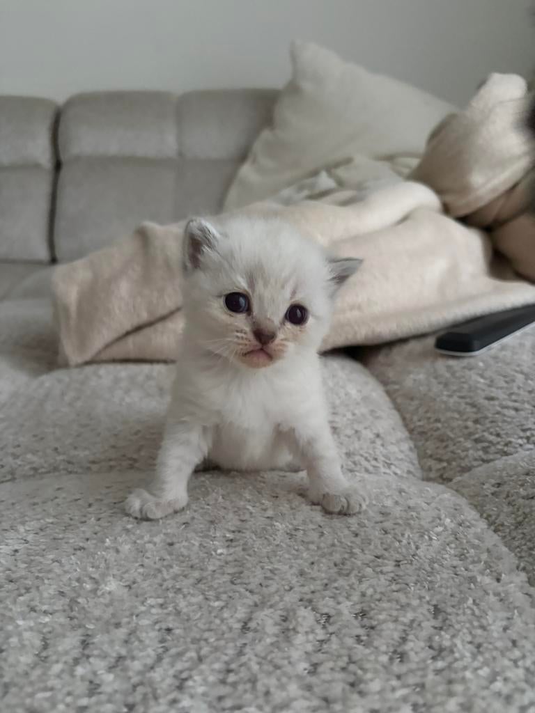 Britse korthaar kittens, 0 tot 2 jaar