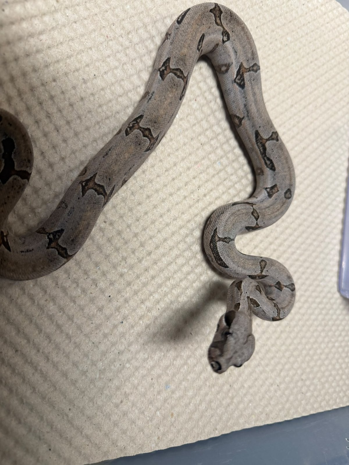 Boa constrictor amarali kortstaart boa 1.1 Boa Constrictor photo 2