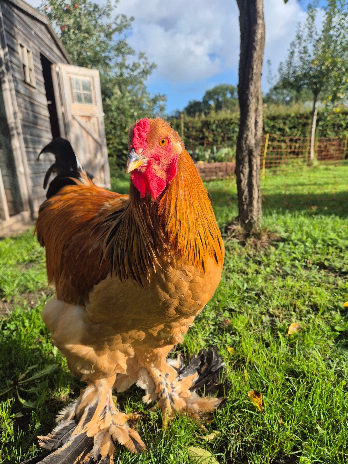 Mooie Brahma hanen Buff Columbia, Dieren en Toebehoren