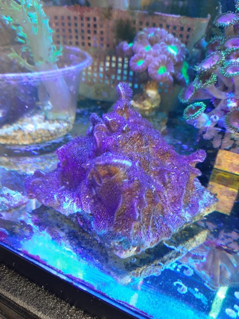 Pavona rood koraal voor het zeeaquarium., Overige typen