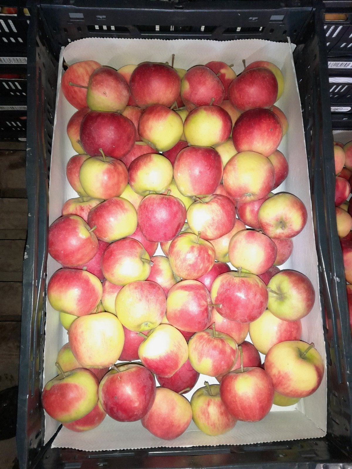 elstar appels, Ophalen