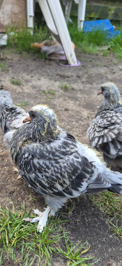 Takla, Dieren en Toebehoren, Meerdere dieren, Postduif