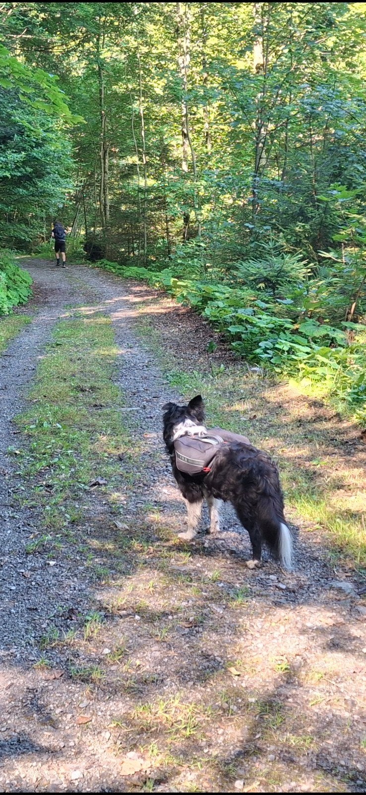 Rugtas voor de hond, Dieren en Toebehoren, Honden-accessoires, Overige merken, Ophalen of Verzenden, Nieuw, Hondentuig