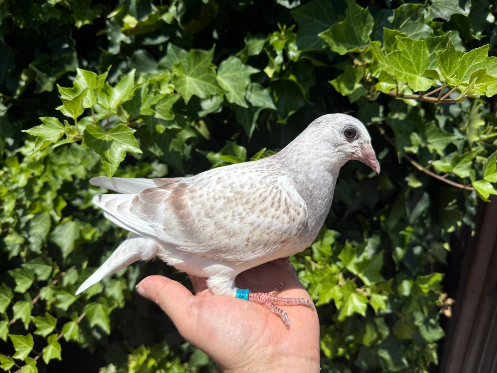Jong 100% Gebr. van den Brande, Dieren en Toebehoren, Vogels | Duiven, Geslacht onbekend, Postduif