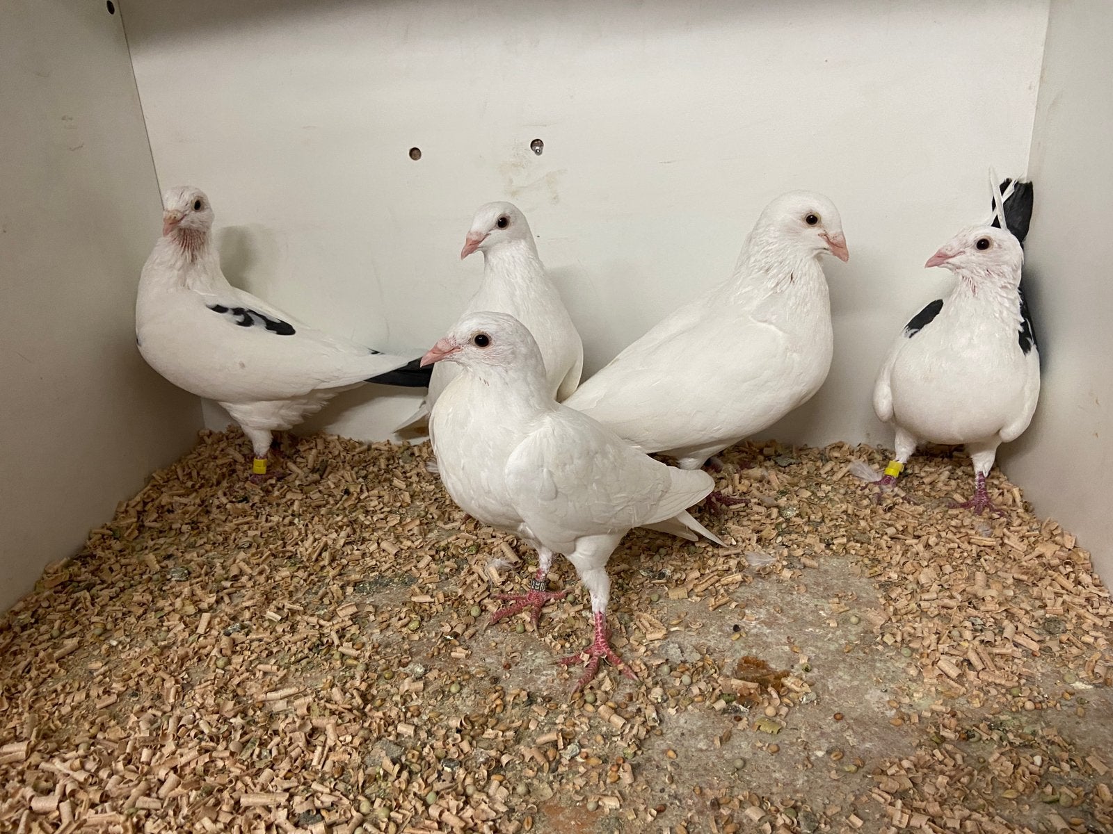 Te koop witte en zwartbonte postduiven, Dieren en Toebehoren, Meerdere dieren