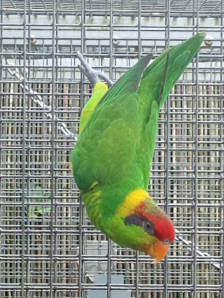 Lori lories Irislori, Dieren en Toebehoren, Mannelijk, Parkiet, Geringd