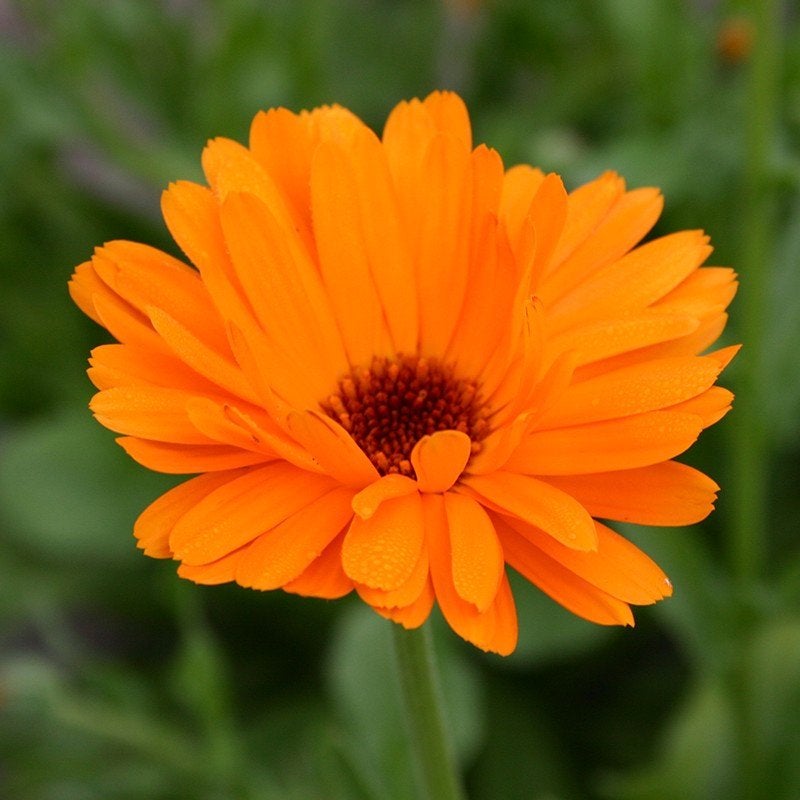 Zaden Goudsbloem Gemengde Kleur Geel en Oranje *Biologisch*, Ophalen of Verzenden, Voorjaar, Volle zon, Zaad