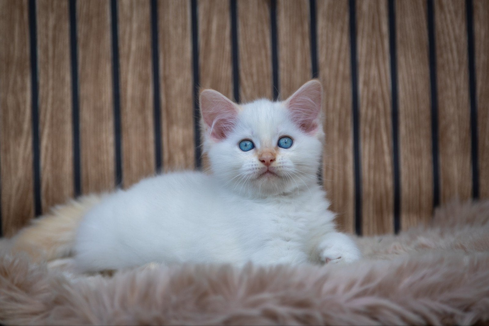 Unieke Maine Coon x Ragdoll kater, Kater, Gechipt, 0 tot 2 jaar