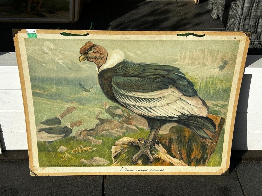 Gier / condor, Antiek en Kunst, Ophalen of Verzenden, Aardrijkskunde