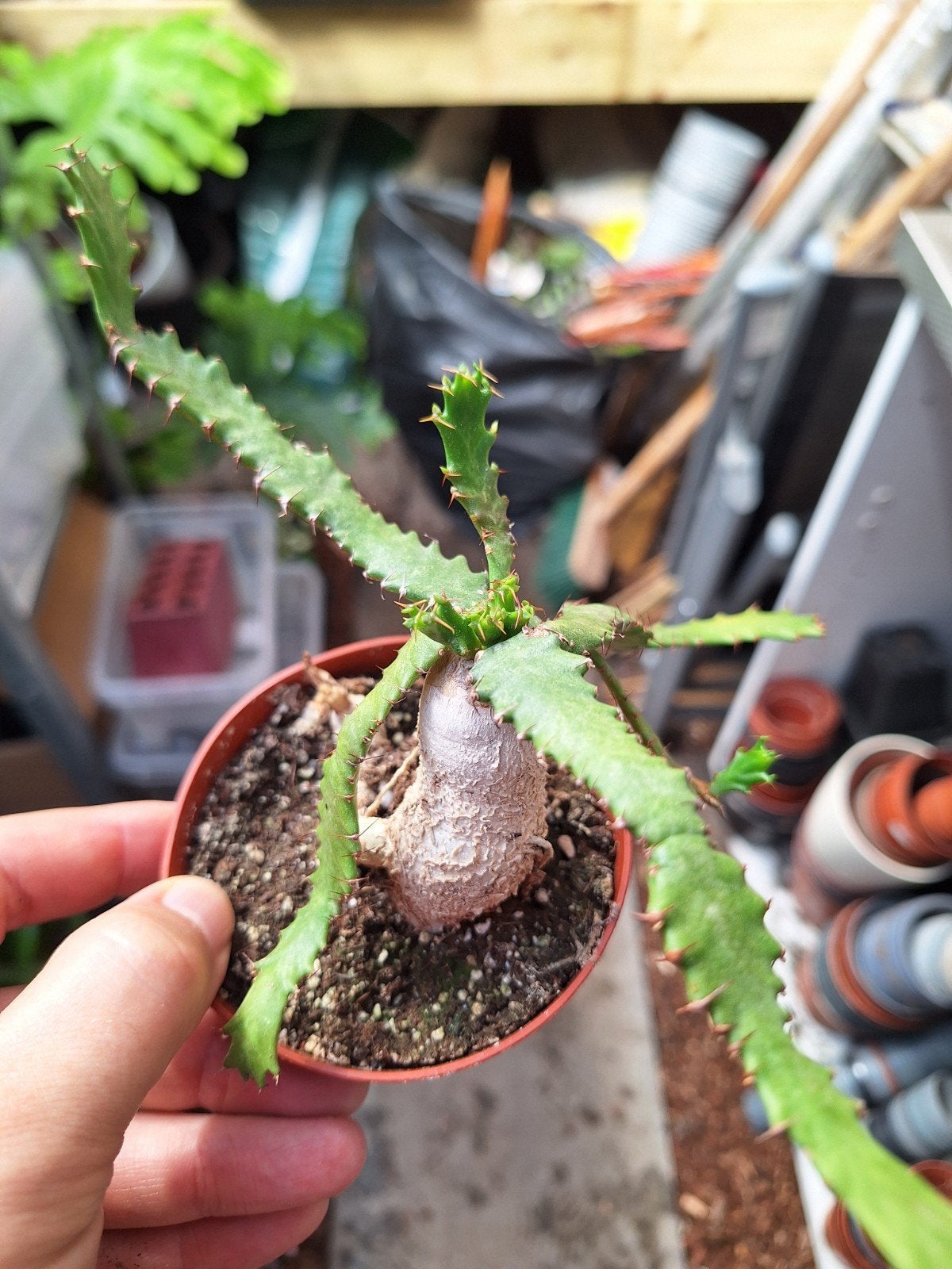 Euphorbia stellata, Huis en Inrichting, Kamerplanten, Ophalen of Verzenden, Halfschaduw, Minder dan 100 cm