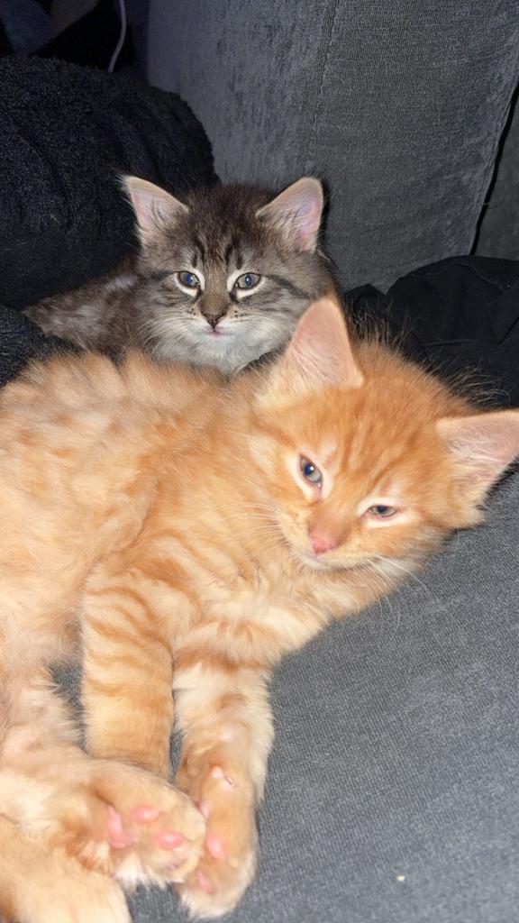 Kittens, Dieren en Toebehoren, Ontwormd, 0 tot 2 jaar