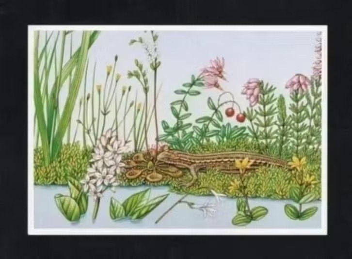 Levendbarende Hagedis Reptiel Natuur, Erno Tromp., Ophalen of Verzenden, 1980 tot heden, Ongelopen, Reptiel