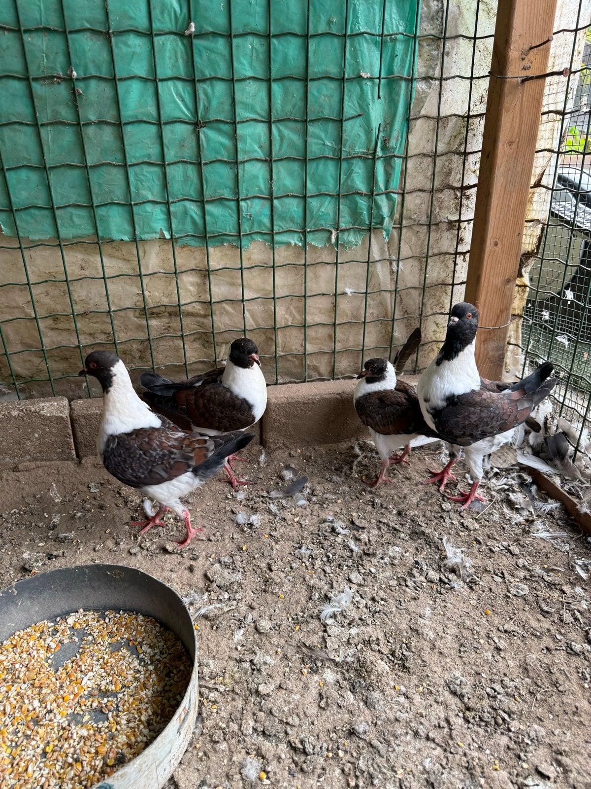 Samen voor 50€ (4), Dieren en Toebehoren