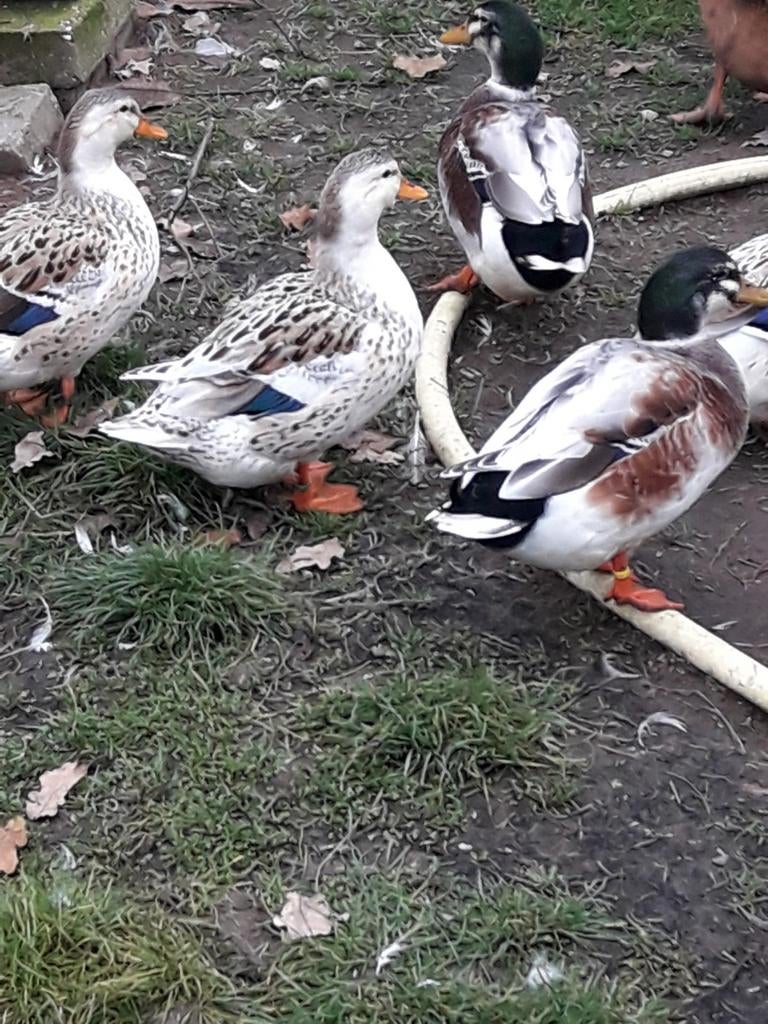 Dwergappelyard, Dieren en Toebehoren, Pluimvee, Meerdere dieren, Eend