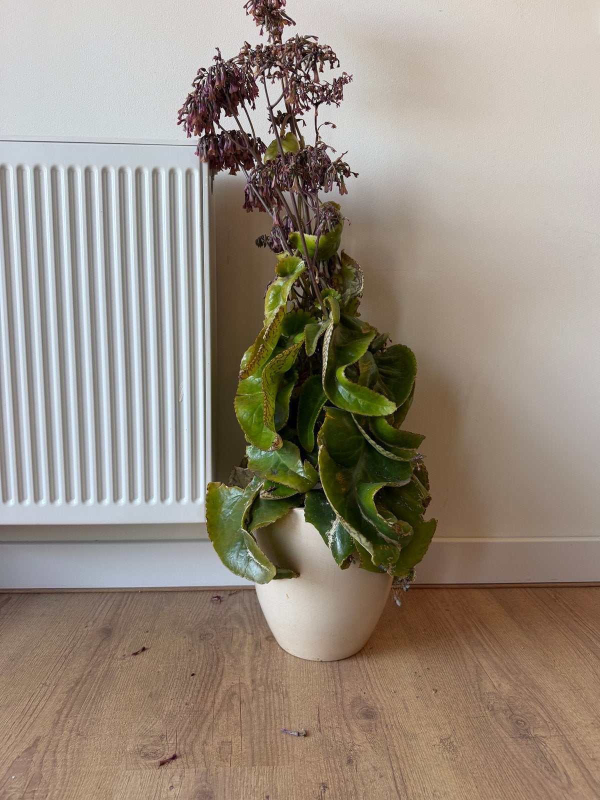 Plant, Ophalen of Verzenden, Zo goed als nieuw