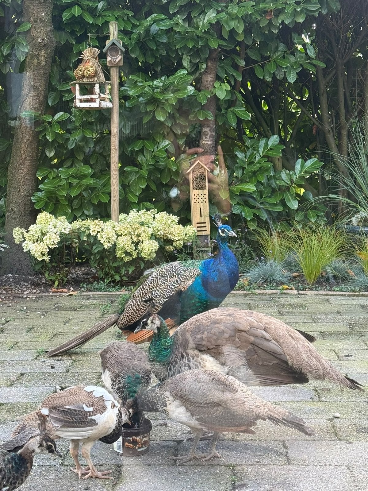 Jonge pauwen 3 mannen 1 vrouw, Dieren en Toebehoren, Meerdere dieren, Roofvogel, Tam