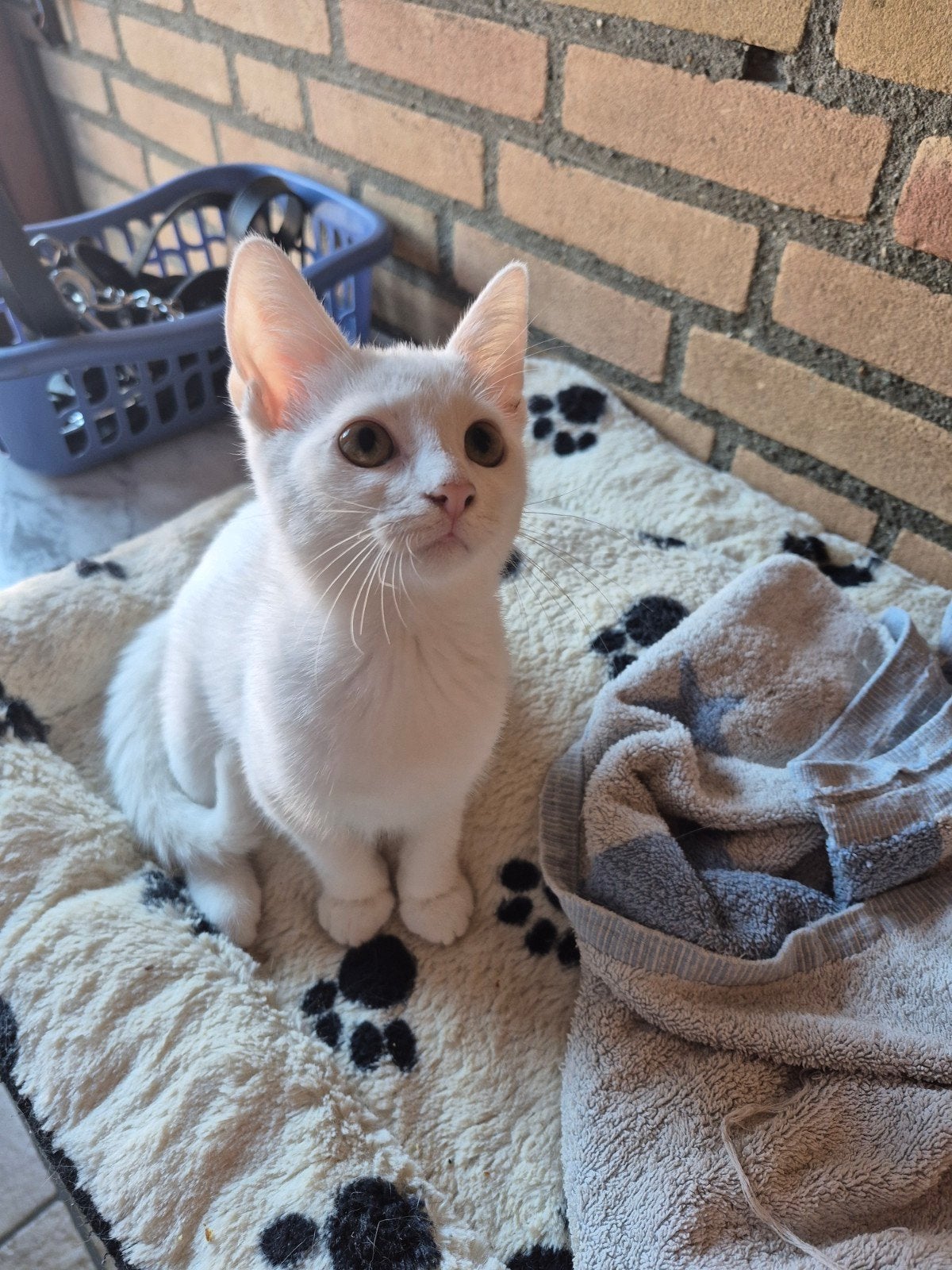 1  geheel witte kitten Europese korthaar, Meerdere dieren, Kortharig, 0 tot 2 jaar