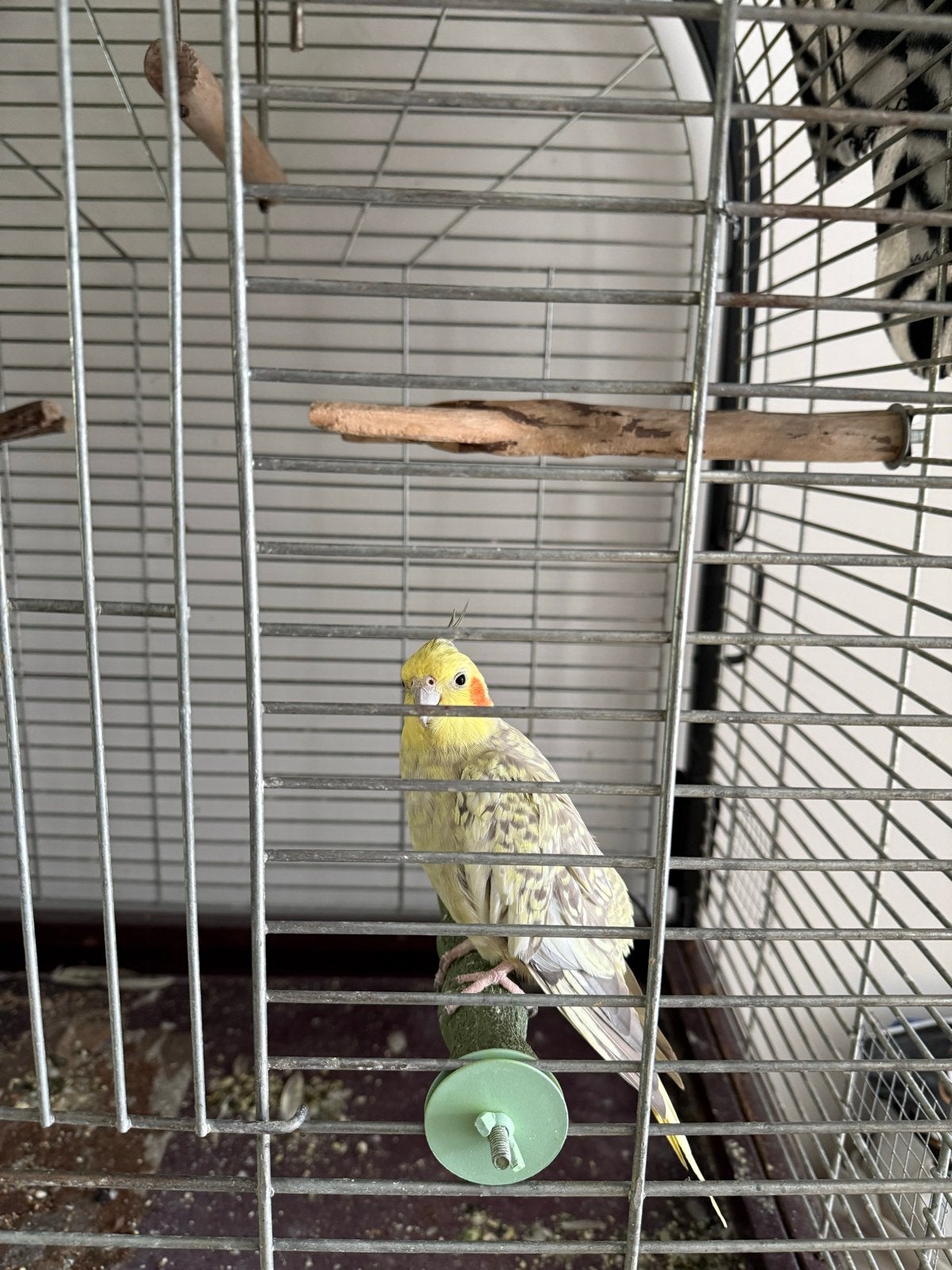 Valkparkiet + kooi, Ophalen, Zo goed als nieuw, Vogelkooi