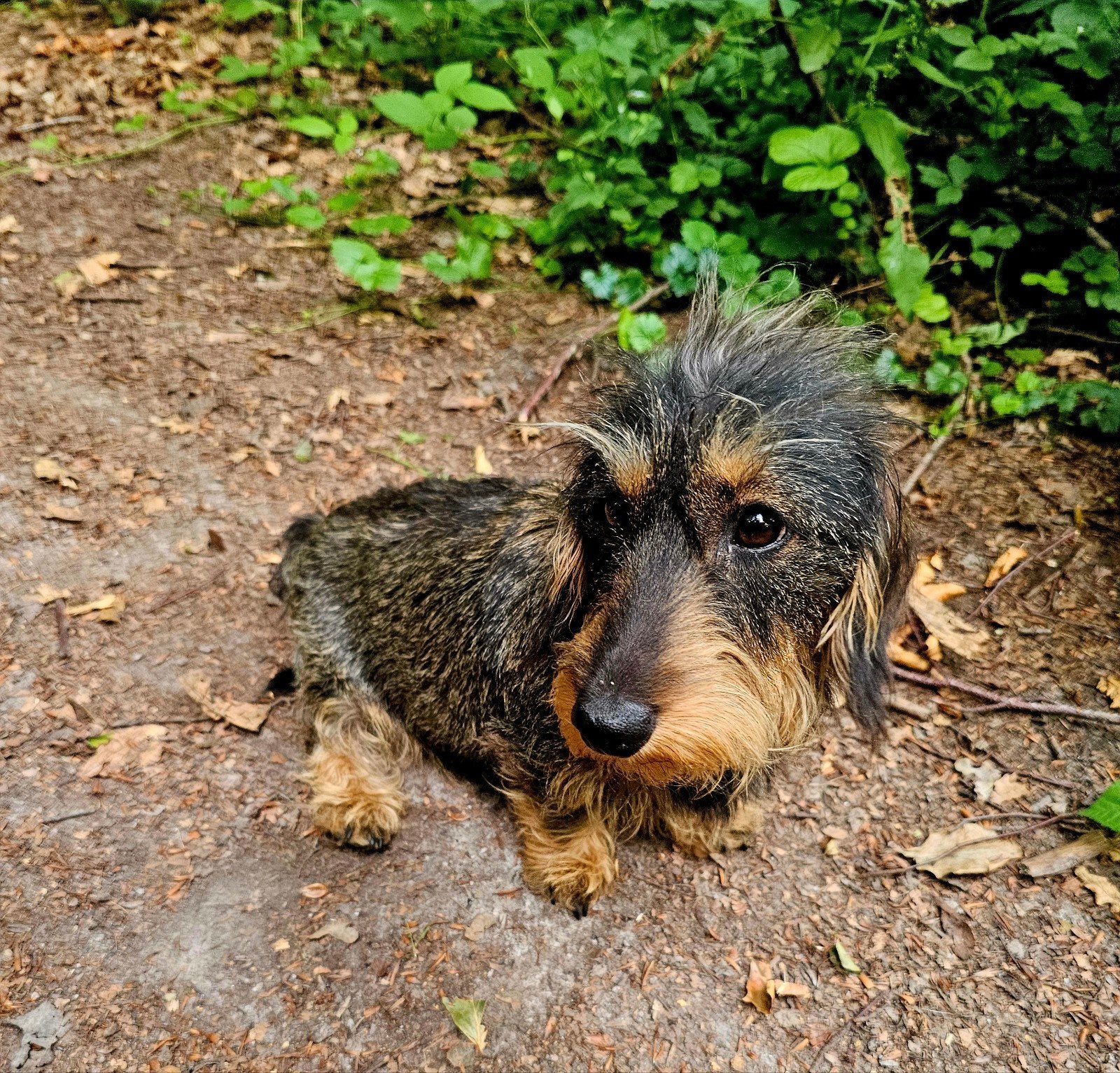 Ruwhaar dwergteckel puppy's opkomst, Dieren en Toebehoren, Dwerg, Meerdere dieren, Eén hond, 3 tot 5 jaar
