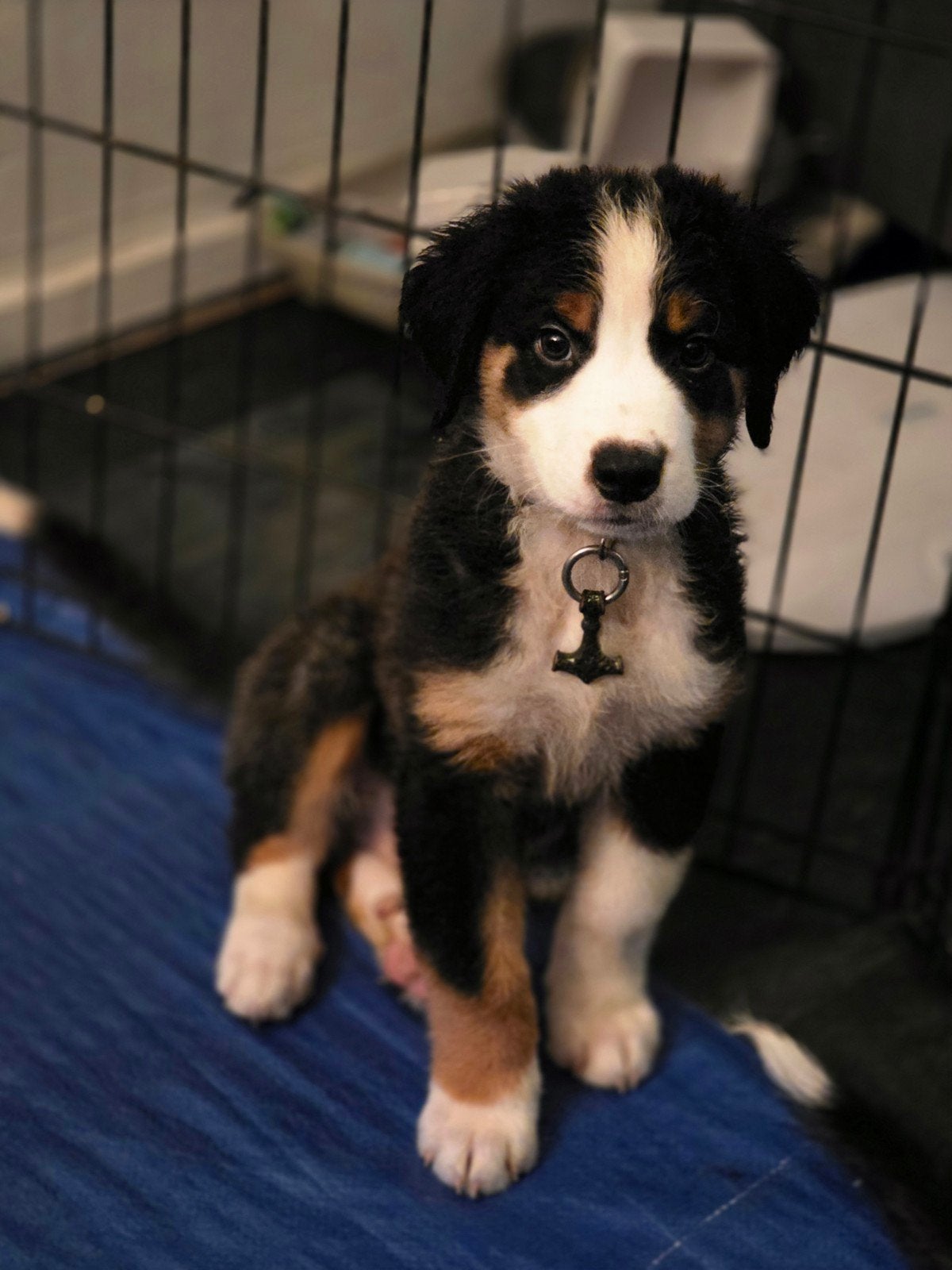 Australian shepherd x bernersennen  pup, Dieren en Toebehoren, Honden | Herdershonden en Veedrijvers, Parvo, Reu, 8 tot 15 weken