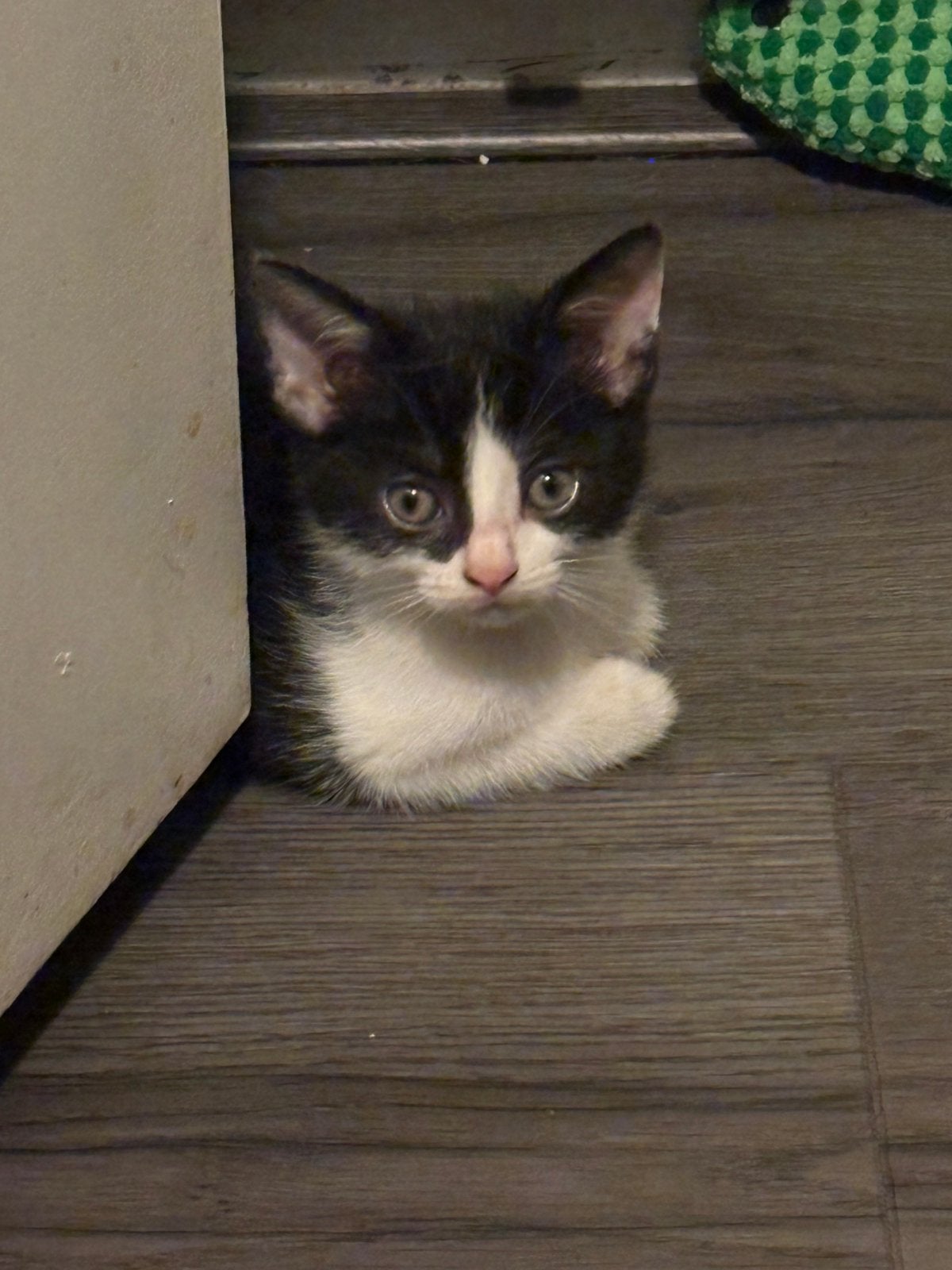 Super lieve kruising brits korthaar kittens, Meerdere dieren, Gechipt, 0 tot 2 jaar