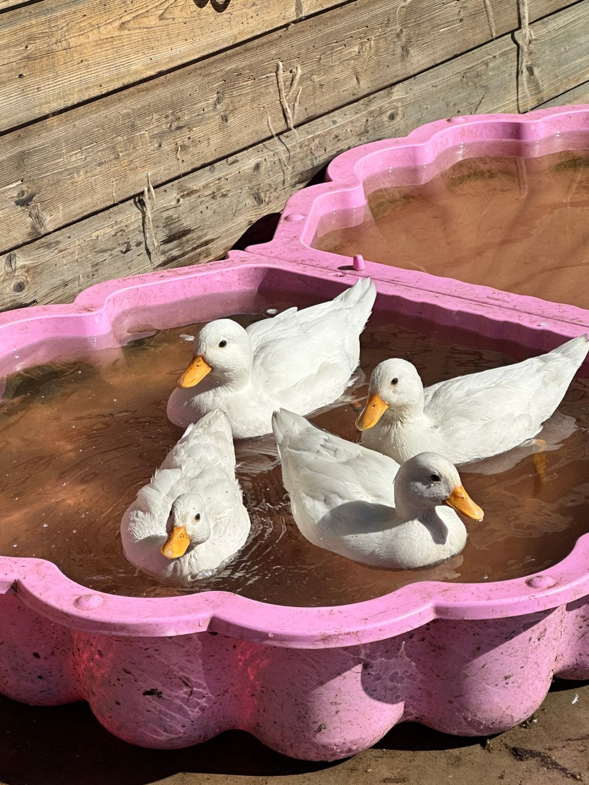 Witte kwakers, Dieren en Toebehoren, Geslacht onbekend, Eend
