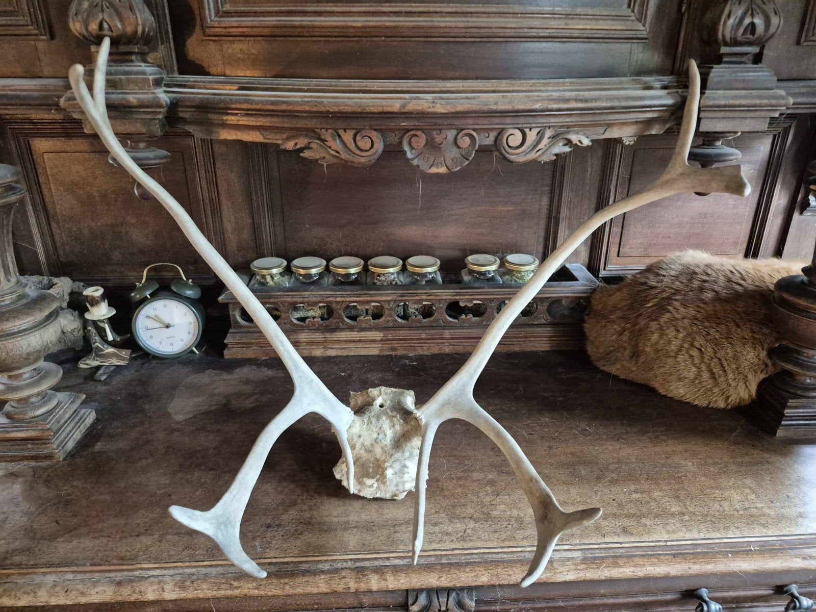 Gewei Rendier, Ophalen of Verzenden, Zo goed als nieuw, Hert, Gewei of Kop