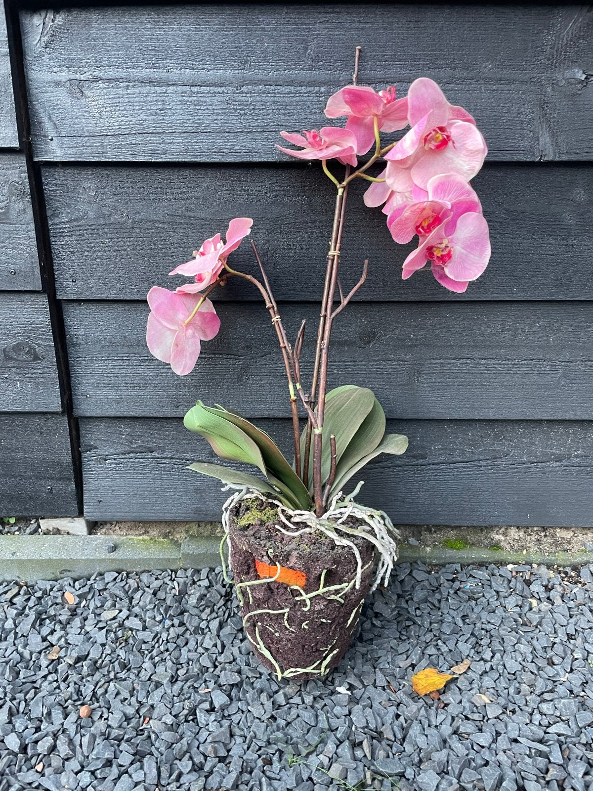 Zijde/kunst orchidee - Roze - Hoogte 68 cm, Ophalen of Verzenden, Gebruikt, Roze, Overige materialen