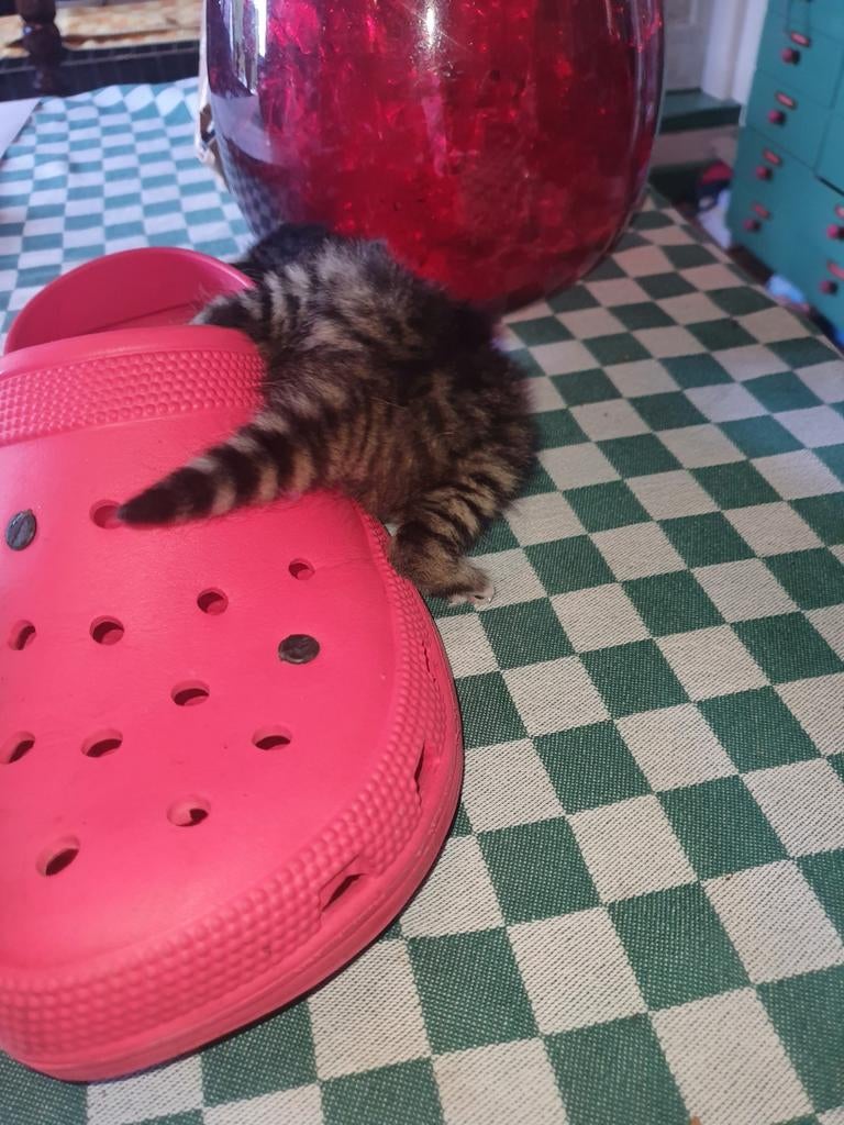 ♂️♀️2 gezellige cyper kittens🐾🐈‍⬛🐈‍⬛  via app, Kater, Kortharig