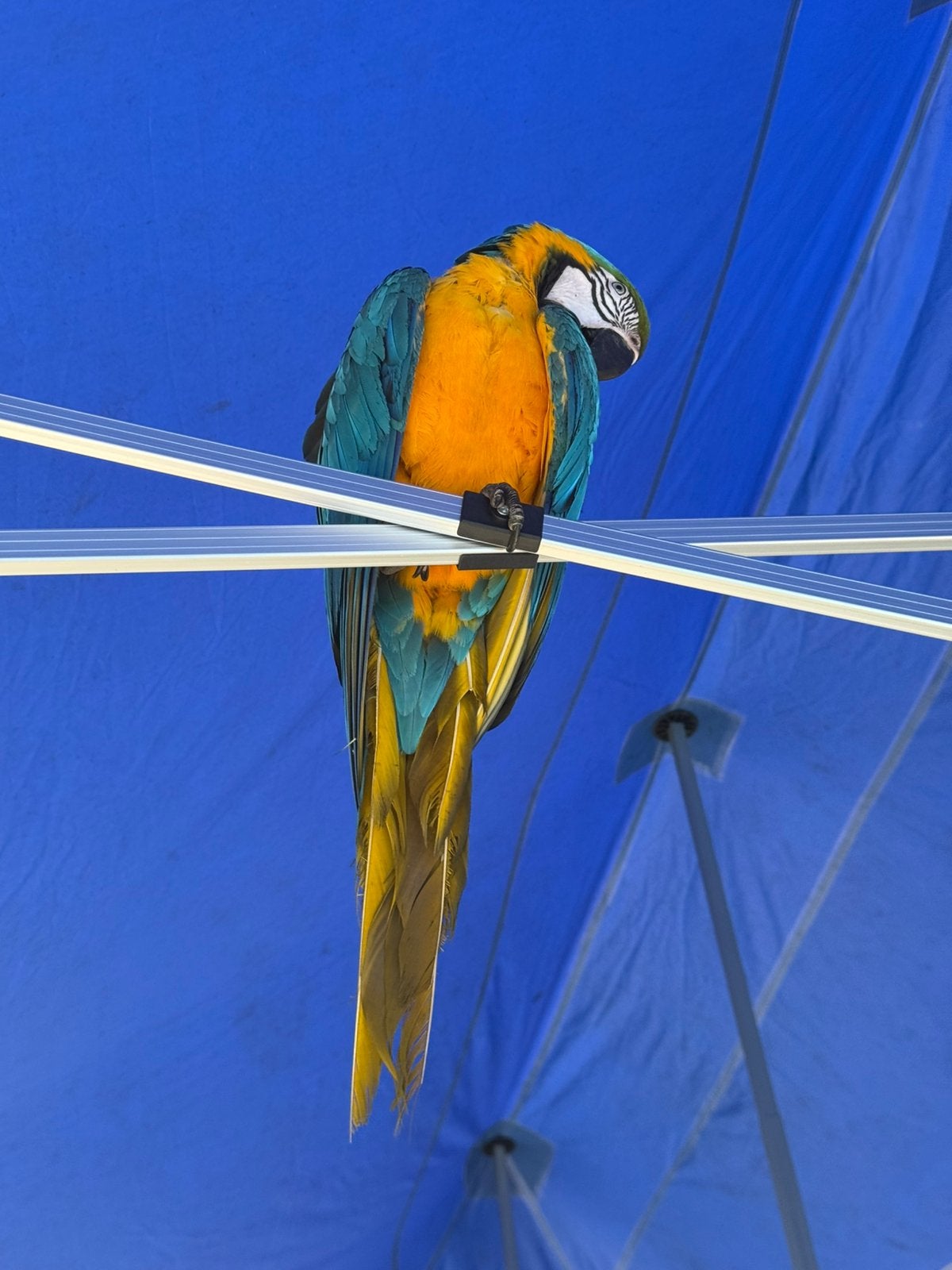 Free flight getrainde blauw gele ara man, Mannelijk, Papegaai, Geringd
