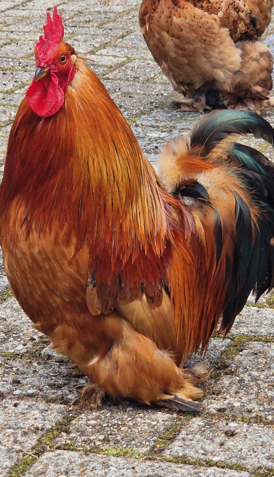 Mooie cochin kriel haan gratis afhalen, Dieren en Toebehoren, Mannelijk, Kip