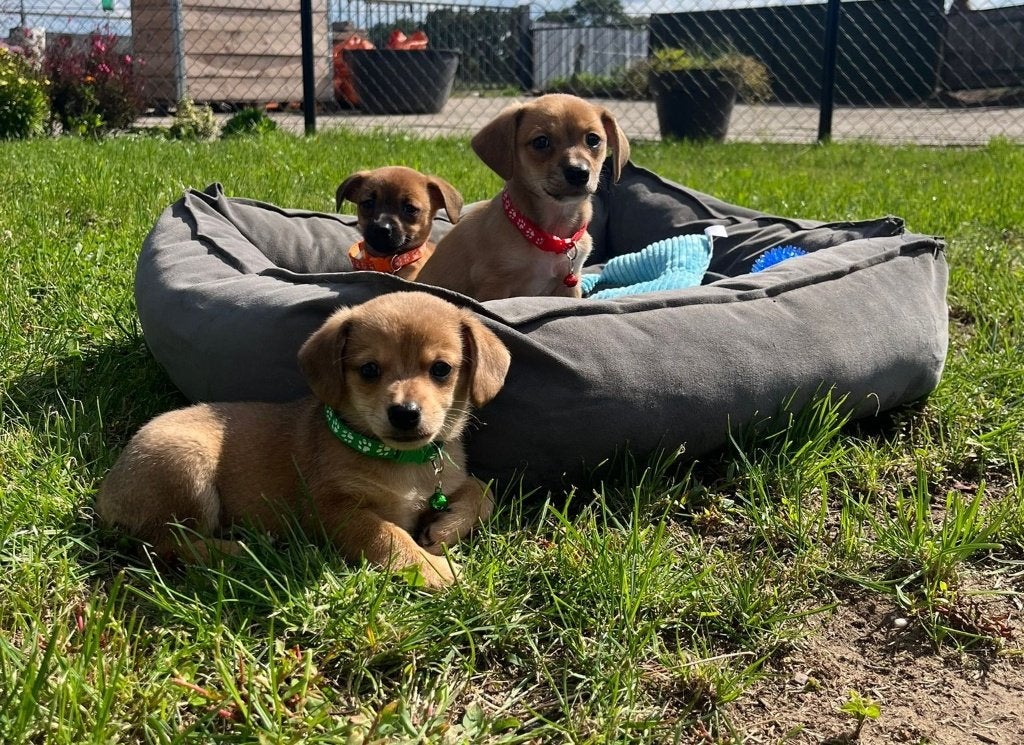 Lieve Dameriaan puppy's, Parvo, Overige rassen, 8 tot 15 weken, Meerdere