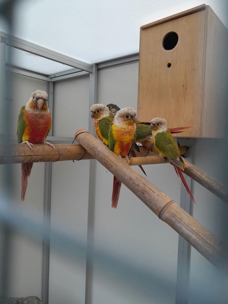Pyrrhura's, Geslacht onbekend, Parkiet, Geringd