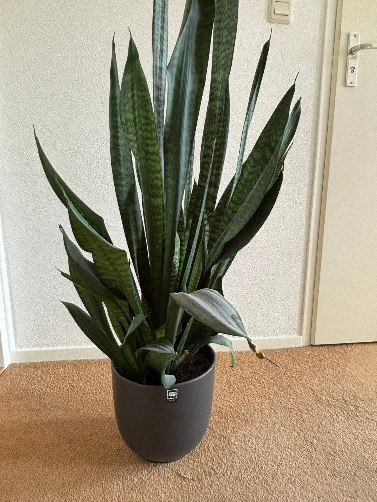 Sansevieria, Huis en Inrichting, Ophalen of Verzenden, Halfschaduw, Minder dan 100 cm