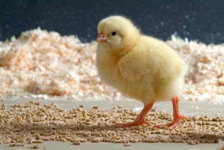 Kuikens voor de zelfvoorzieners, Dieren en Toebehoren, Pluimvee, Vrouwelijk, Kip