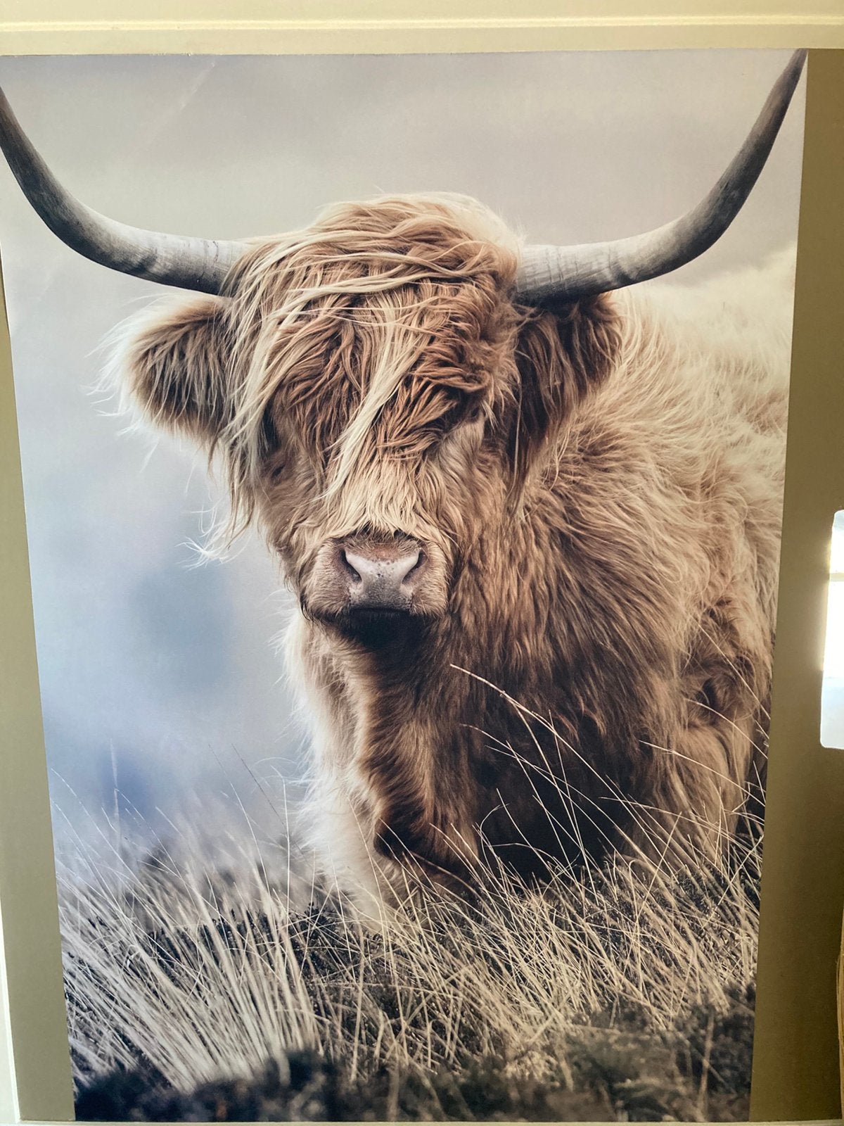 Buffel behang, Ophalen, Zo goed als nieuw, Schilderij