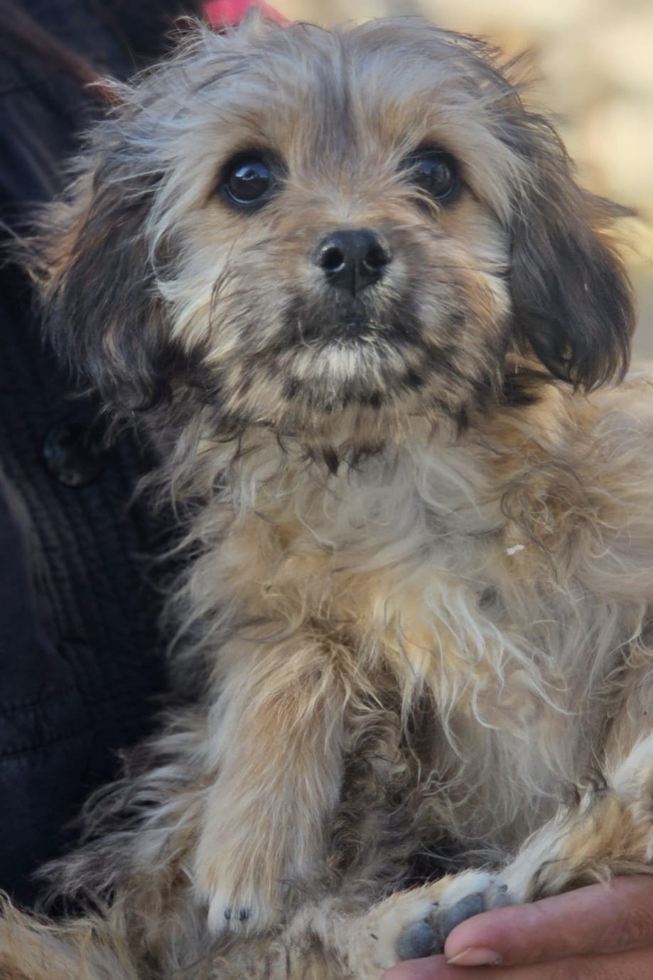 pup Tico zoekt een huisje, 15 weken tot 1 jaar, Buitenland, Eén hond, Klein