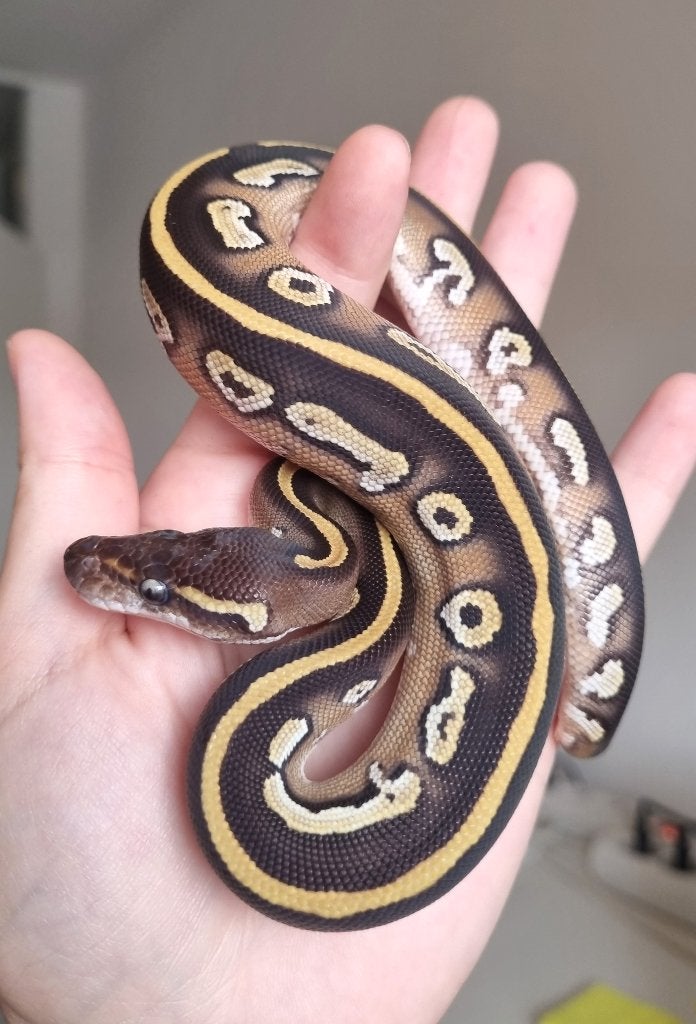 1.0 blackhead mojave het dreamsicle koningspython, Dieren en Toebehoren, Reptielen en Amfibieën, Slang, 0 tot 2 jaar