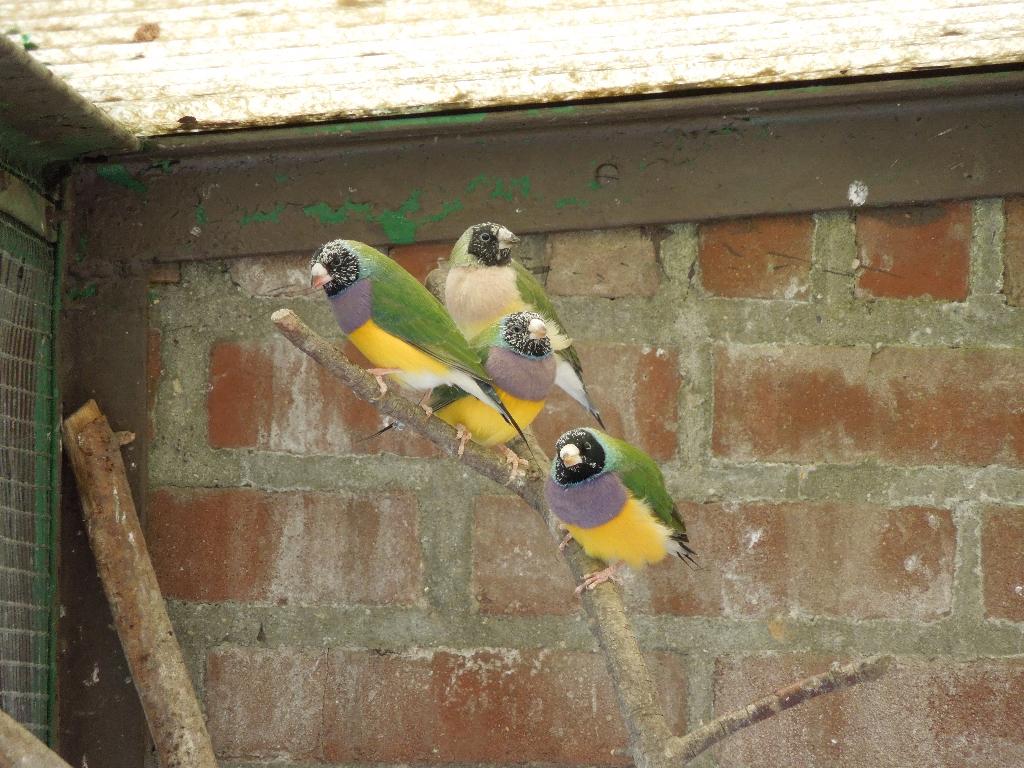 gouldamadines, Meerdere dieren, Tropenvogel