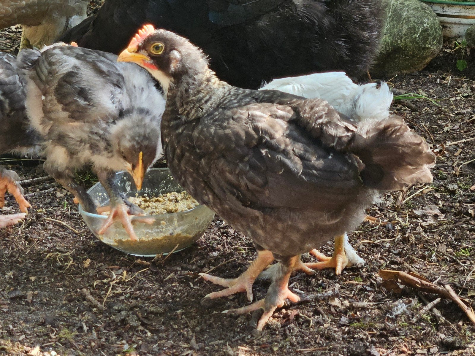 Olijflegger, kleurlegger hanen Cream legbar Marans mix, Dieren en Toebehoren, Pluimvee, Mannelijk, Kip