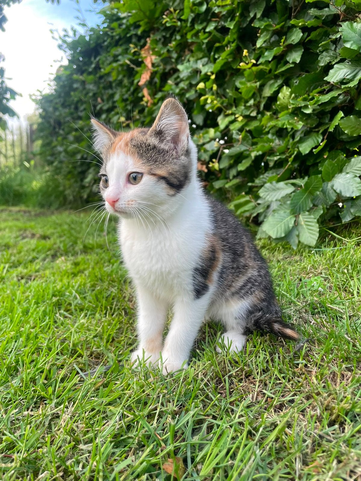Kittens | jonge katten | lief poesje | lapjeskat, Meerdere dieren