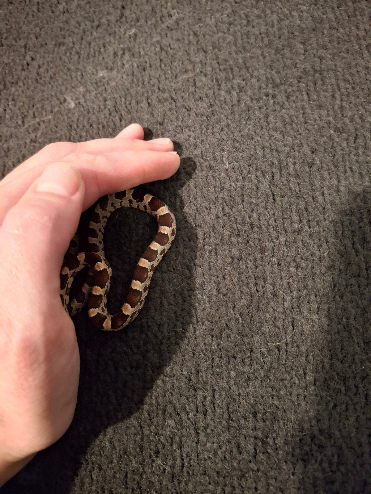 rattenslang baby's (pantherophis guttatus) Corn Snake photo 6