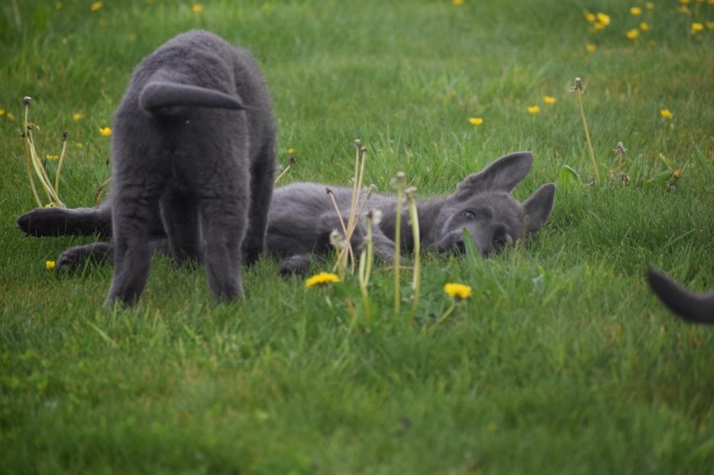 Duitse herder pups bleu kleurig 💙 zeer sociaal, 15 weken tot 1 jaar, Buitenland, Parvo, Meerdere