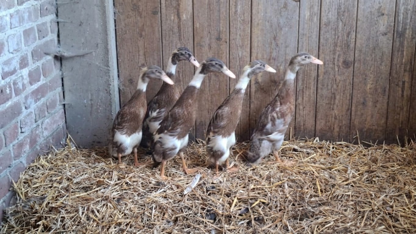 Reebonte loopeenden, 3 man, 2 vrouw, Dieren en Toebehoren, Pluimvee, Meerdere dieren, Eend