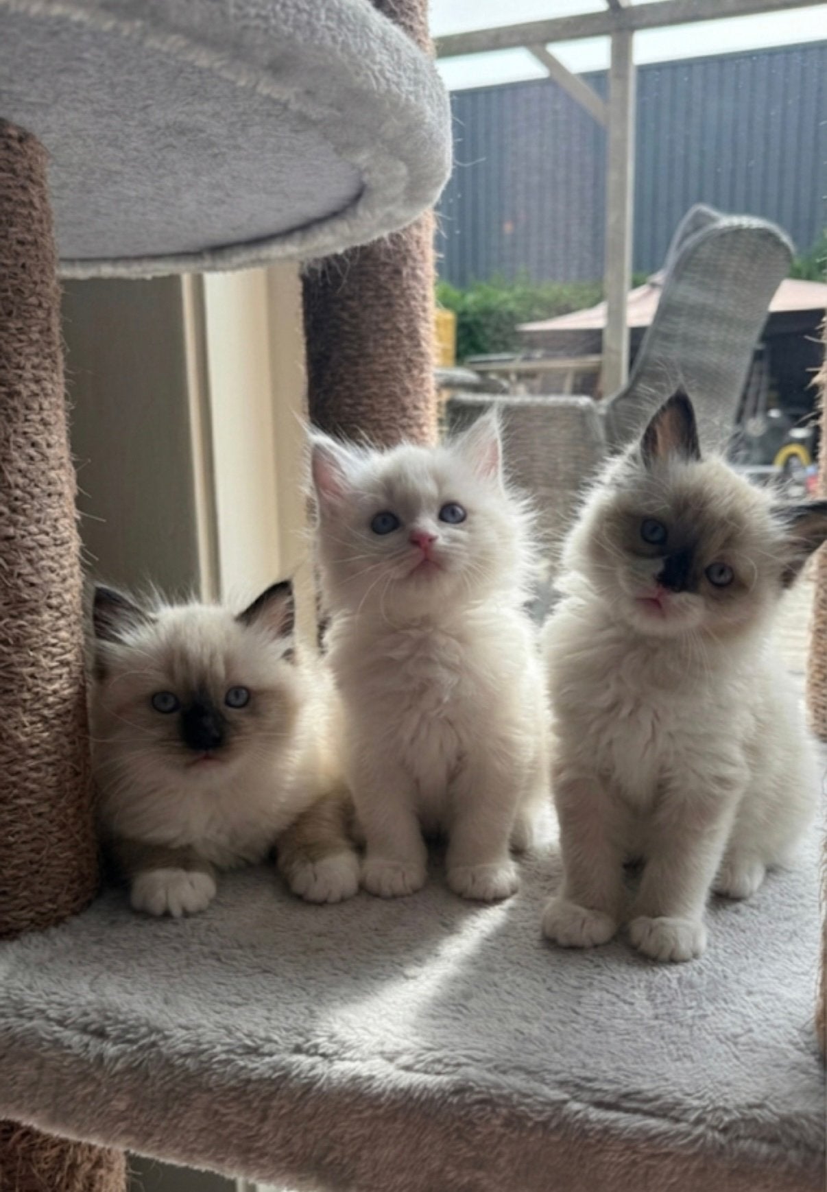 Ragdoll x Siberische kittens langhaar, Meerdere dieren, Gechipt